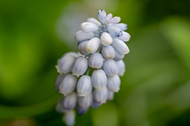 Eine Traubenhyazinthe mit Weißen Blüten/12823956